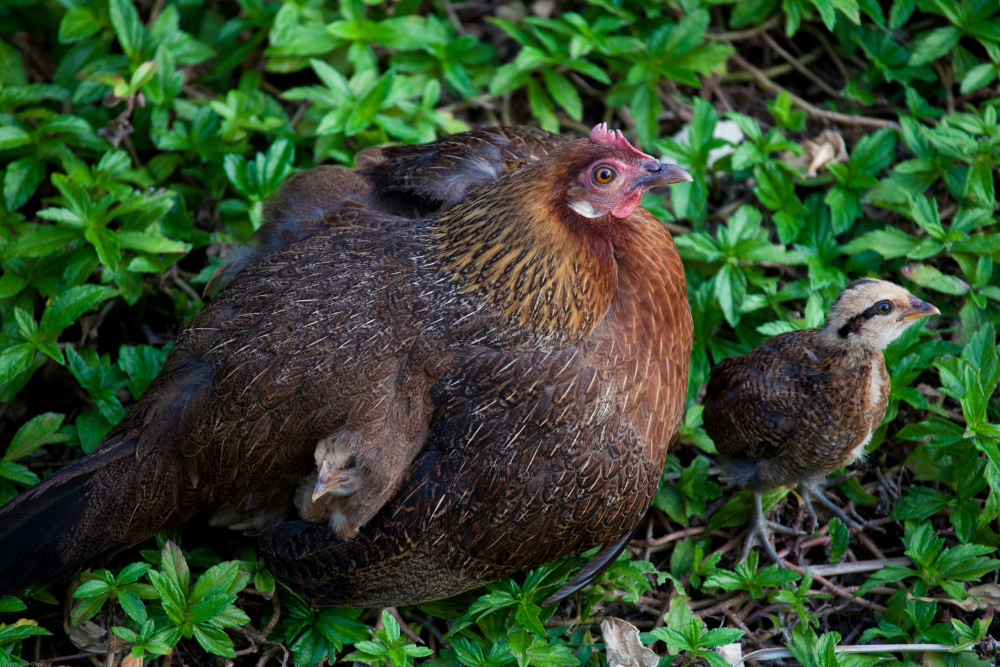 Mom and chicks - Kauai