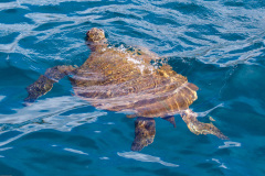 Sea Turtle - Kauai