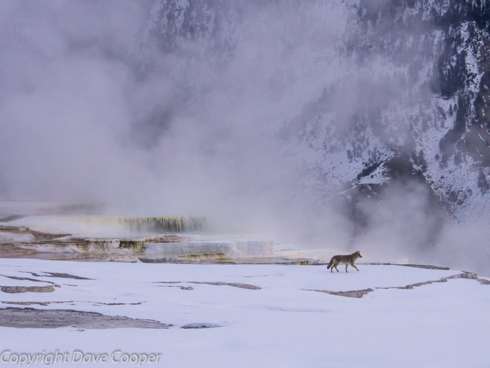 Coyote taking the Waters at Mammoth Hot Springs, Yellowstone National Park