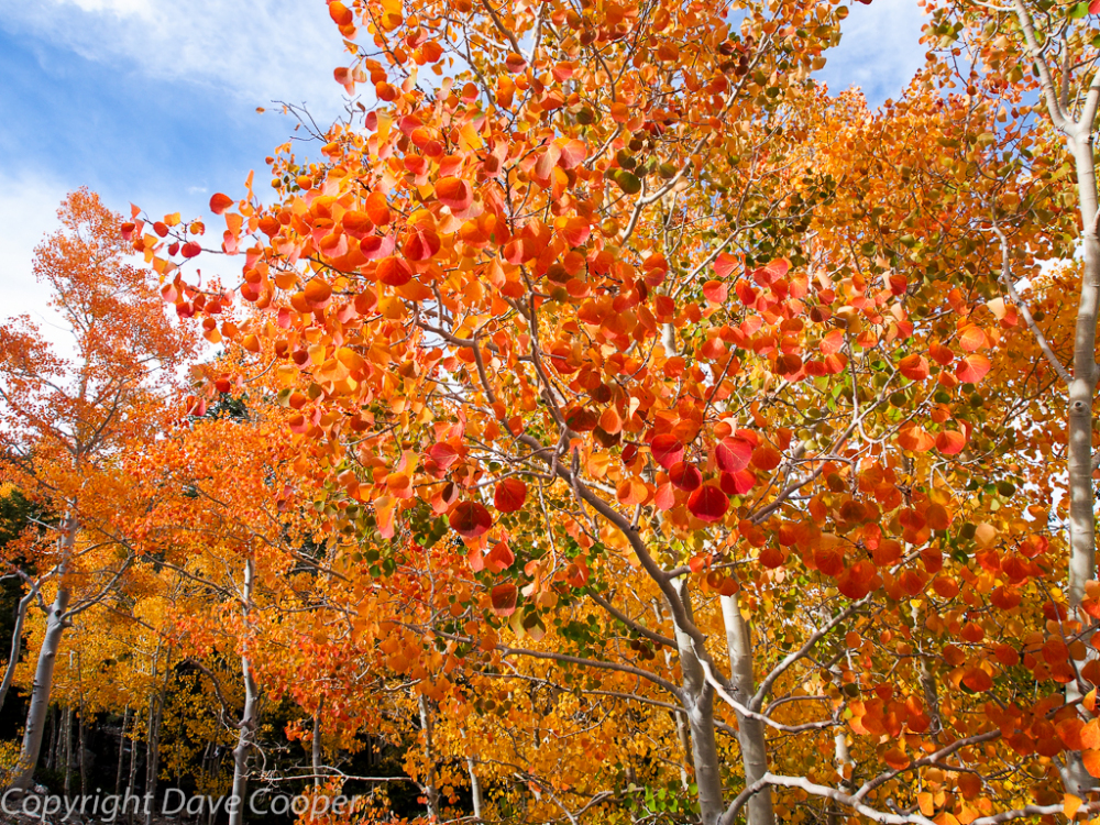 Fall Color, Great Basin National Park, Nevada
