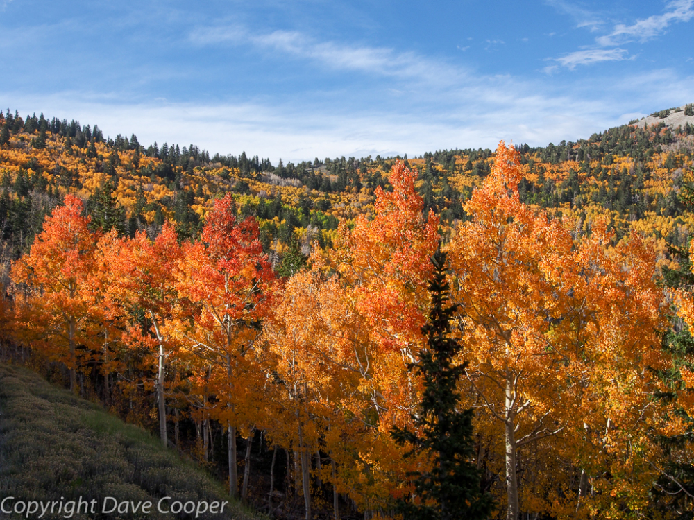 Fall Color, Great Basin National Park, Nevada