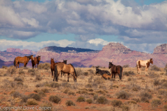Wild horses on the Tonto Plateau, Arizona