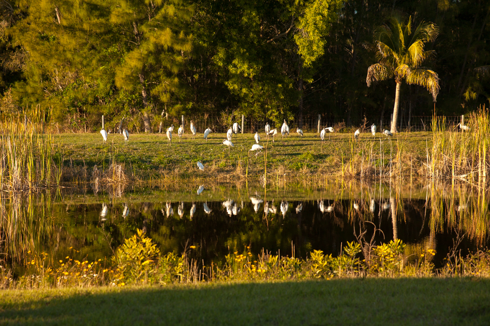 Wood Storks, Pine Island, Florida