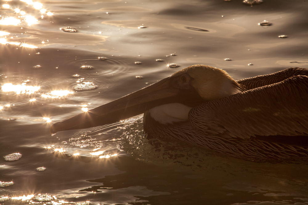 Sunset and Brown Pelican, Naples Beach, Florida