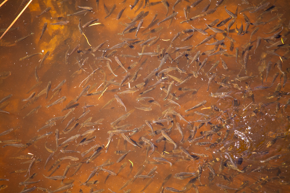 Fish concentrating during the drydown, Marsh Trail,  Marsh Trail,
Ten Thousand Islands
National Wildlife Refuge, Florida