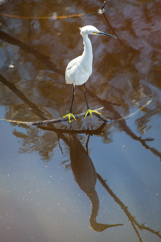 Snowy Egret, Marsh Trail,
Ten Thousand Islands
National Wildlife Refuge, Florida
