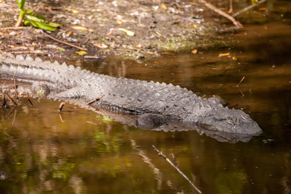Alligator, Four Mile Cove Ecological Preserve, Cape Coral, Florida