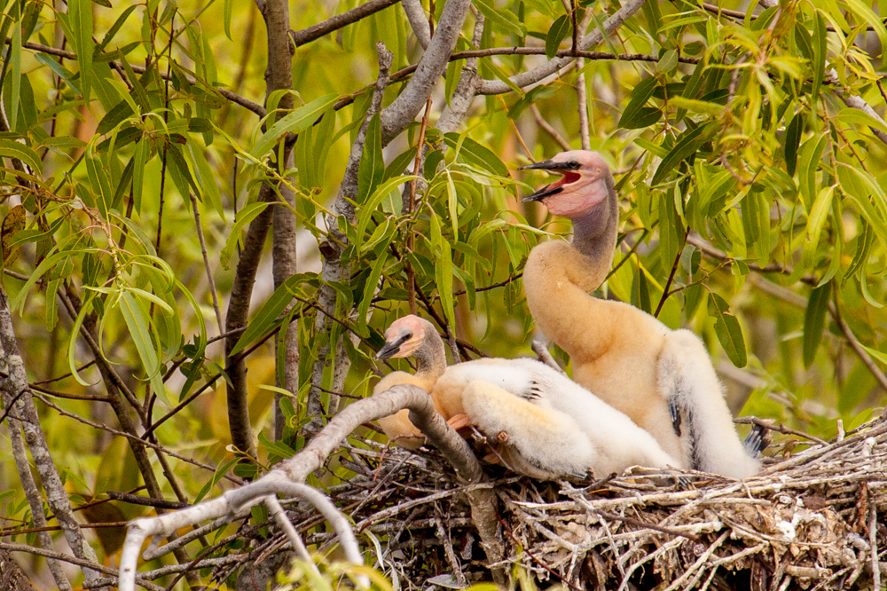 Anhinga chicks, Royal Palm, Everglades National Park