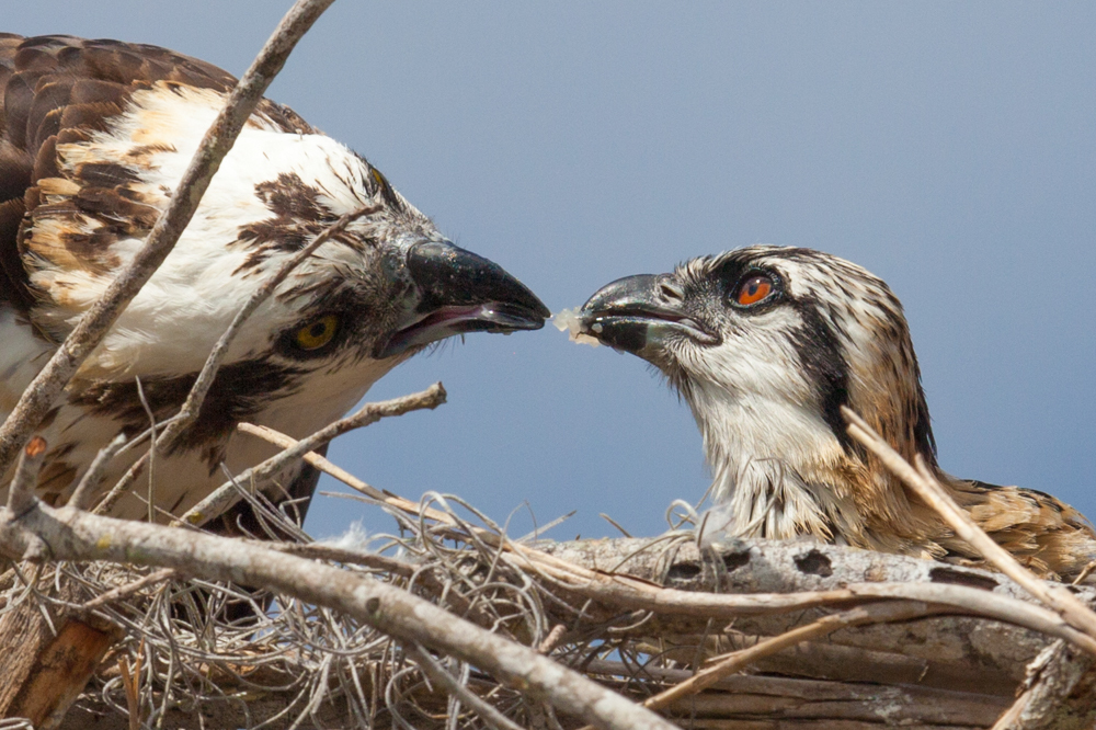 Osprey feeding chick,  Everglades National Park nest