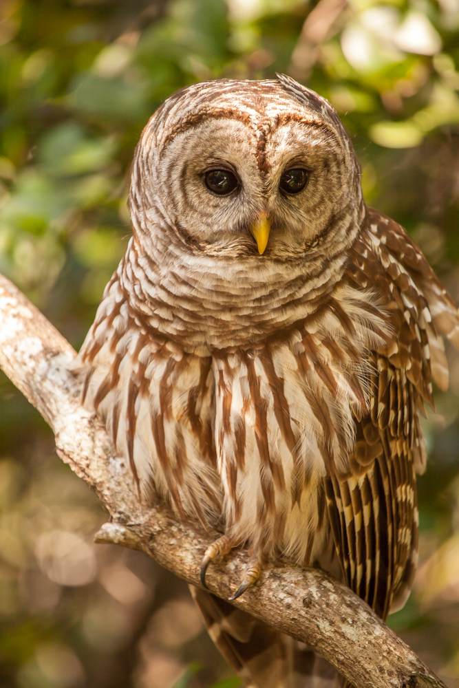 Barred Owl portrait Everglades National Park, Florida