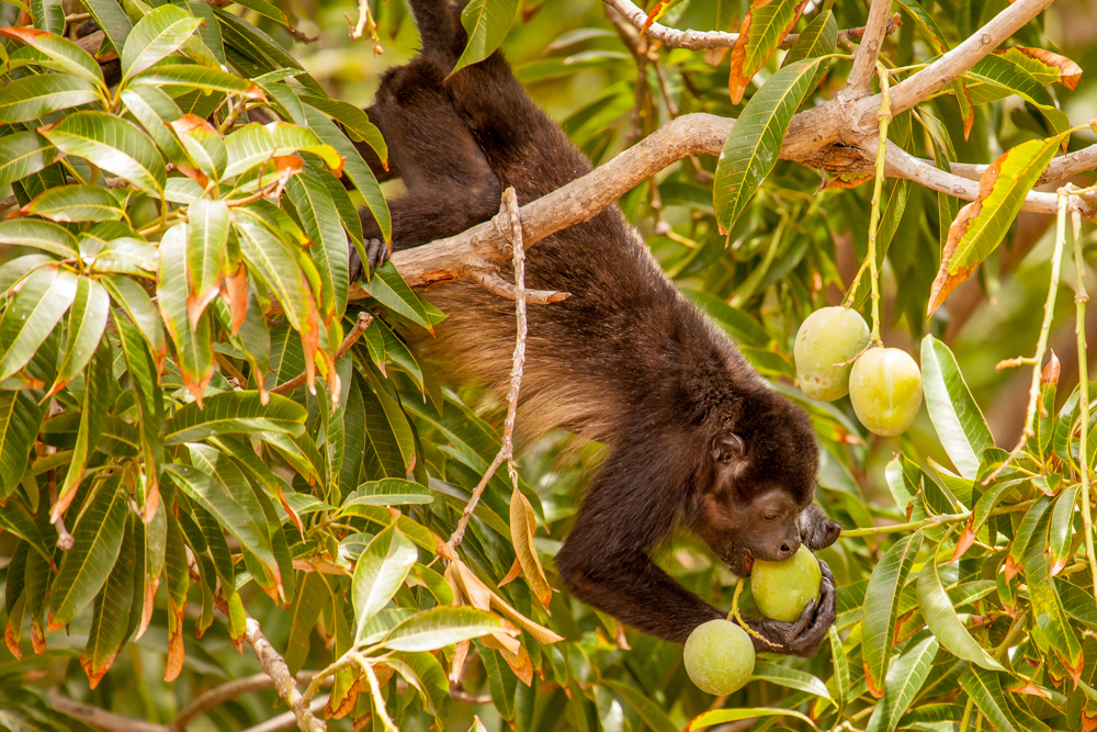 Howler Monkey, Costa Rica tree eating guava fruit