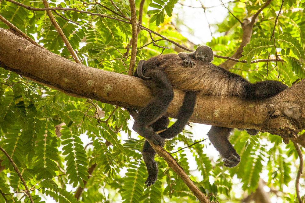 Howler Monkey and baby, Costa Rica