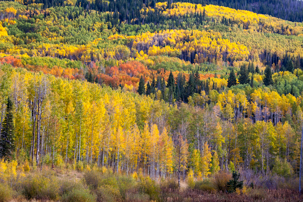 Fall color, near Craig, Colorado aspen
