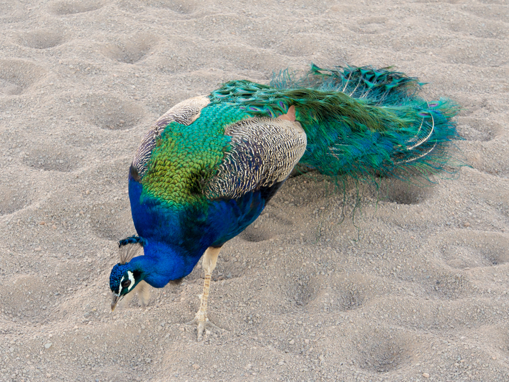 Peacock on sand, Nevada
