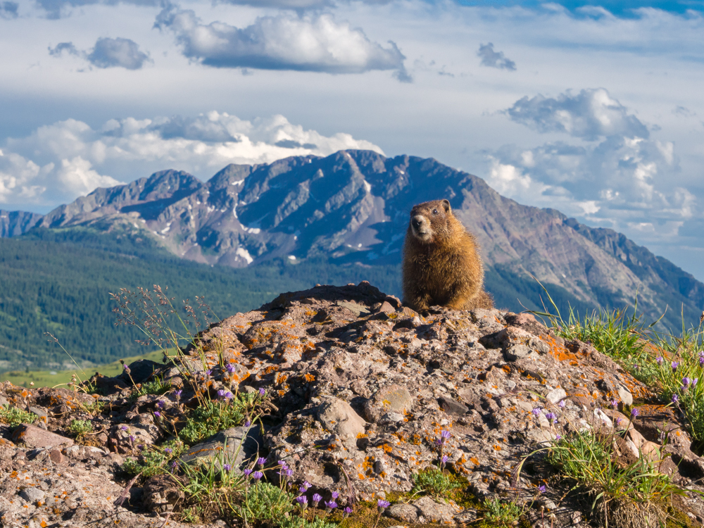 Marmot and North Twilight Peak, San Juan Mountains, Colorado