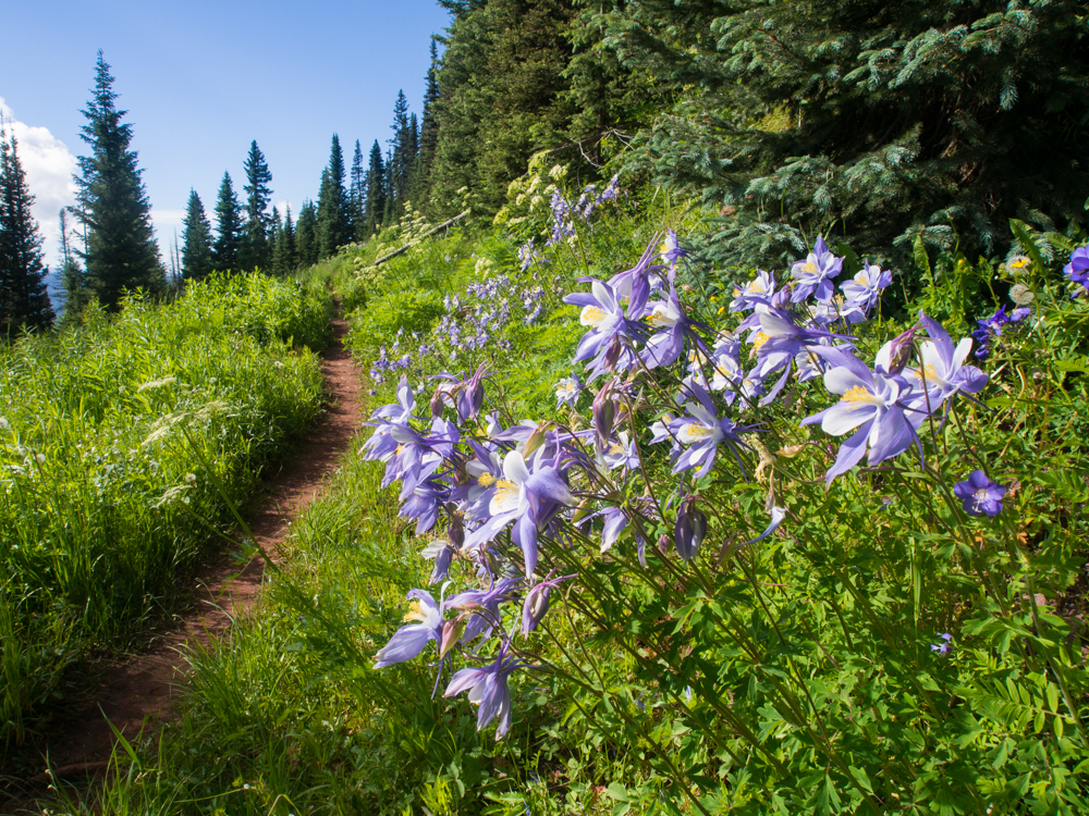 A profusion of Columbine along the trail, Colorado Trail