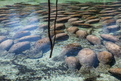 Manatees in the Crystal River