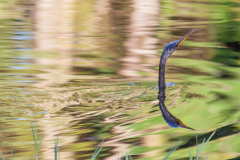 Anhinga "Snake bird", Pine Island, Florida