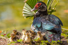 Muscovy Duck and chicks, Pine Isand, Florida