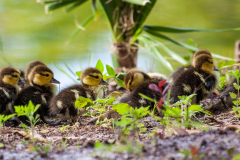 Muskovy Duck Chicks, Pine Island, Florida