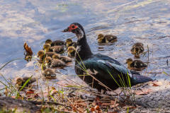 Muskovy Ducks, Pine Island, Florida