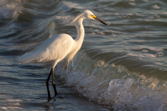 Snowy Egret fishing in the surf, Naples, Florida