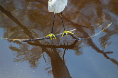 Snowy Egret, Marsh Trail,
Ten Thousand Islands
National Wildlife Refuge, Florida