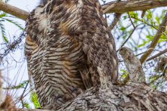 Great Horned Owl, Everglades National Park, Florida