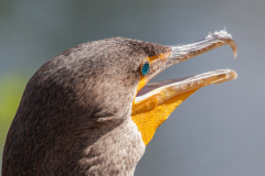 Cormorant, Everglades National Park closeup